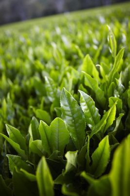 tea leaves