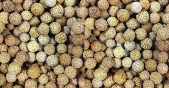 Quandong Stones (seeds) cut from the quandong fruits, great for craft work