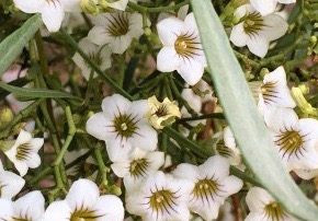 bush medicine and bush food