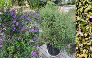 wild Thyme is an aromatic Australian native and a member of the mint family. Its a very versatile herb that can be used in many dishes such as pastas, flavouring fish, chicken or vegetables.