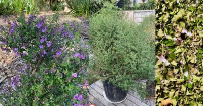 wild Thyme is an aromatic Australian native and a member of the mint family. Its a very versatile herb that can be used in many dishes such as pastas, flavouring fish, chicken or vegetables.