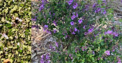 A fragrant bush herb, well loved for culinary use and a great garden bush