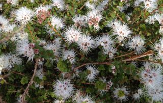 muntries flowers blooming, beautiful Australian native edible fruit