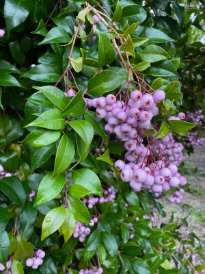 Lilli Pilli growing at the Wild Food Farm