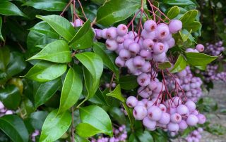 Lilli Pilli growing at the Wild Food Farm