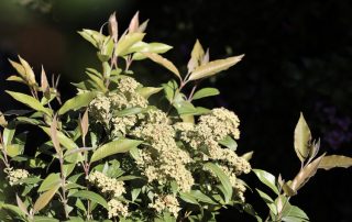 Lemon myrtle the queen of bush herbs