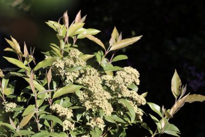 Lemon myrtle the queen of bush herbs
