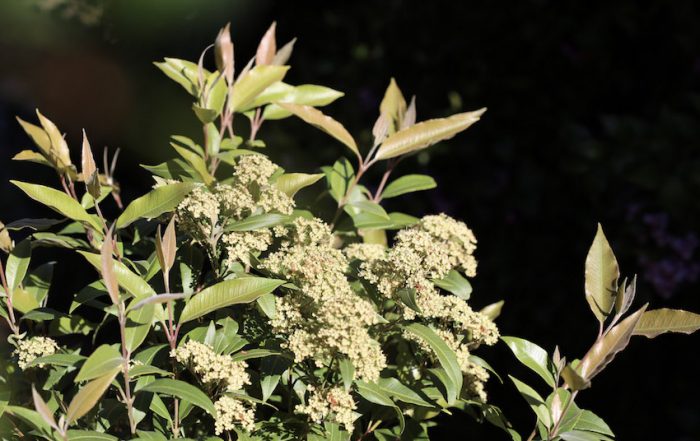 Lemon myrtle the queen of bush herbs
