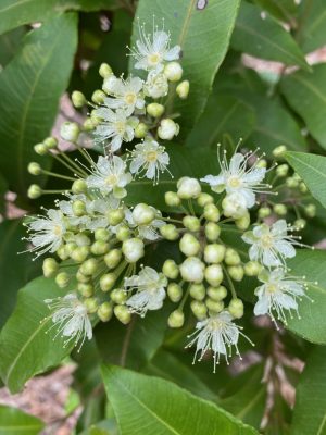 focus on lemon myrtle an aromatic citrus bush herb