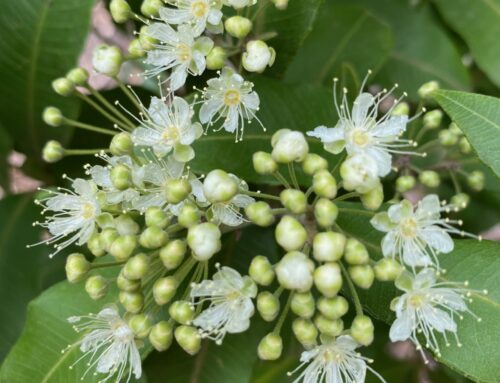 Focus on  Lemon Myrtle