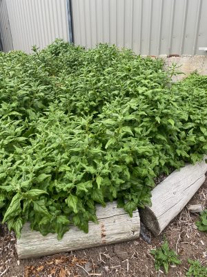 Warrigal Greens