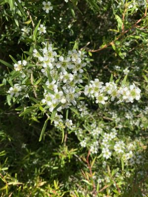Lemon-scented tea tree, a beautiful citrus bush, the leaves used as a healing agent
