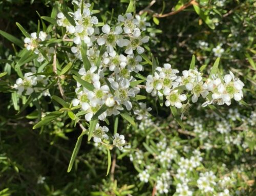 Lemon Scented Tea-Tree