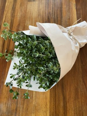 Native Basil or Native Oregano