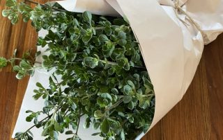 Native Basil or Native Oregano