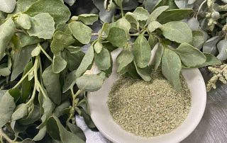 Old Man Saltbush, a versitile bush herb that can be used instead of sea salt.