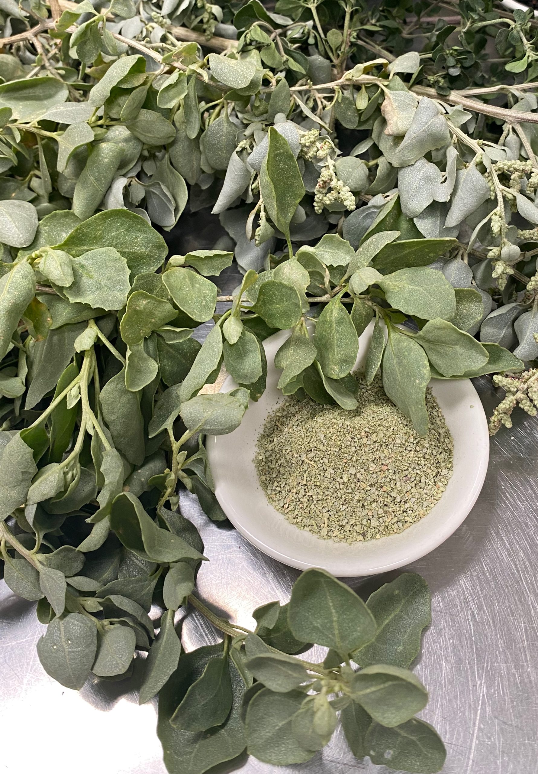 Old Man Saltbush, a versitile bush herb that can be used instead of sea salt.