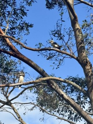 Reminds me of the song "Kookaburra sits on a tall gum tree"