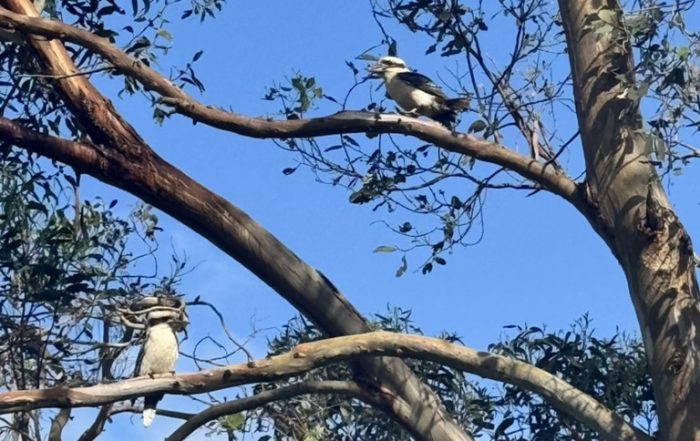 Reminds me of the song "Kookaburra sits on a tall gum tree"