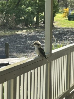 kookaburra surveying all