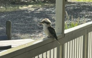 kookaburra surveying all