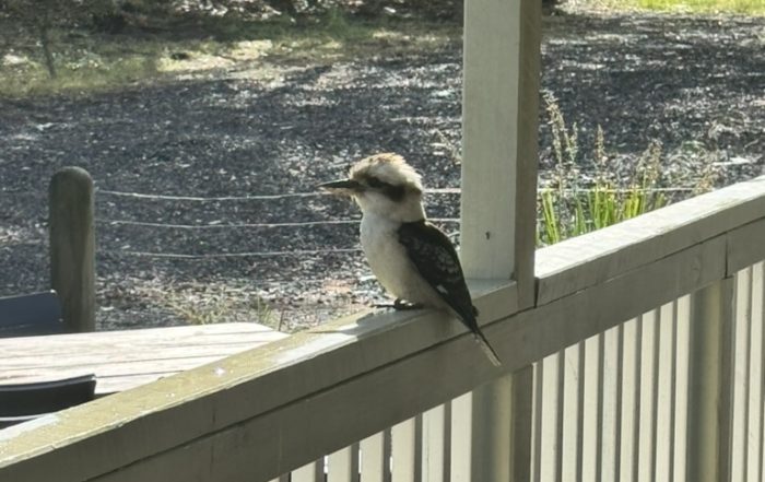 kookaburra surveying all