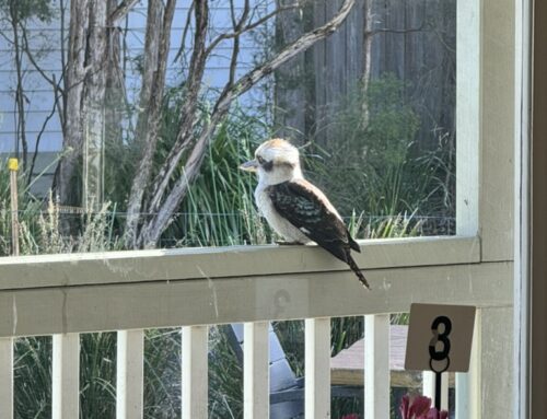 Kookaburra sits on a tall gum tree!