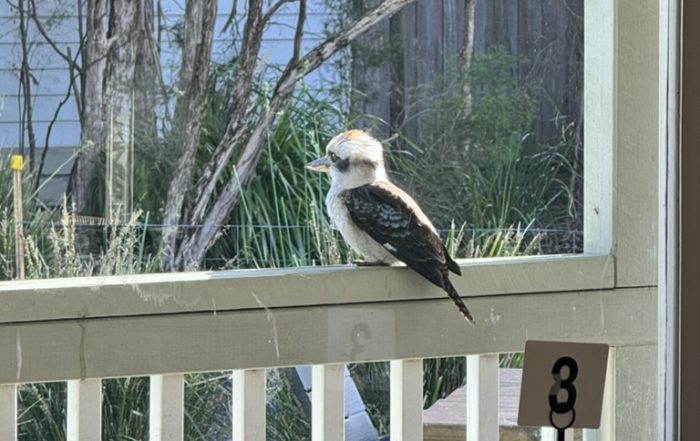 Wild Food Farm's Kookaburra