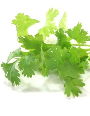 Coriander is a wonderful fresh flavour to add to this spicy dish