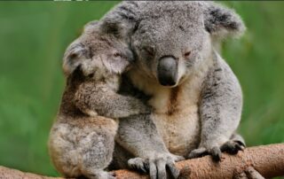 Mohers come in many forms, your grandmother, stepmother, carer, foster mother or any significant mother figure who has played an important part in your life