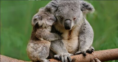 Mohers come in many forms, your grandmother, stepmother, carer, foster mother or any significant mother figure who has played an important part in your life
