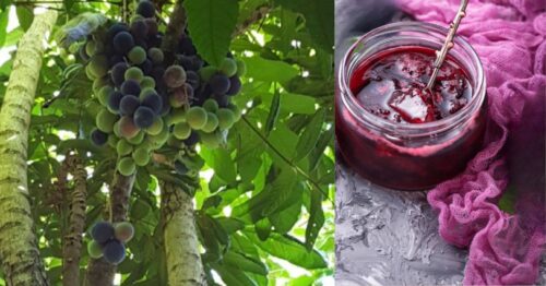 Australian native fruit, davidson plums are tart but make the best jam