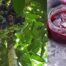 Australian native fruit, davidson plums are tart but make the best jam