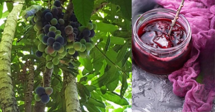 Australian native fruit, davidson plums are tart but make the best jam