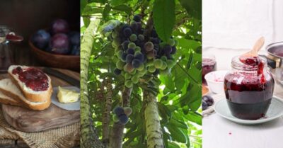Davidson Plums are loved for their rich tart flavour and beautiful dark purple skin, great for use in jams, eat on bread or scones with cream. The fruit grow off the trunk of the tree.