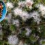 Muntrie berries, a sweet, spicey apple-like Australian native berry