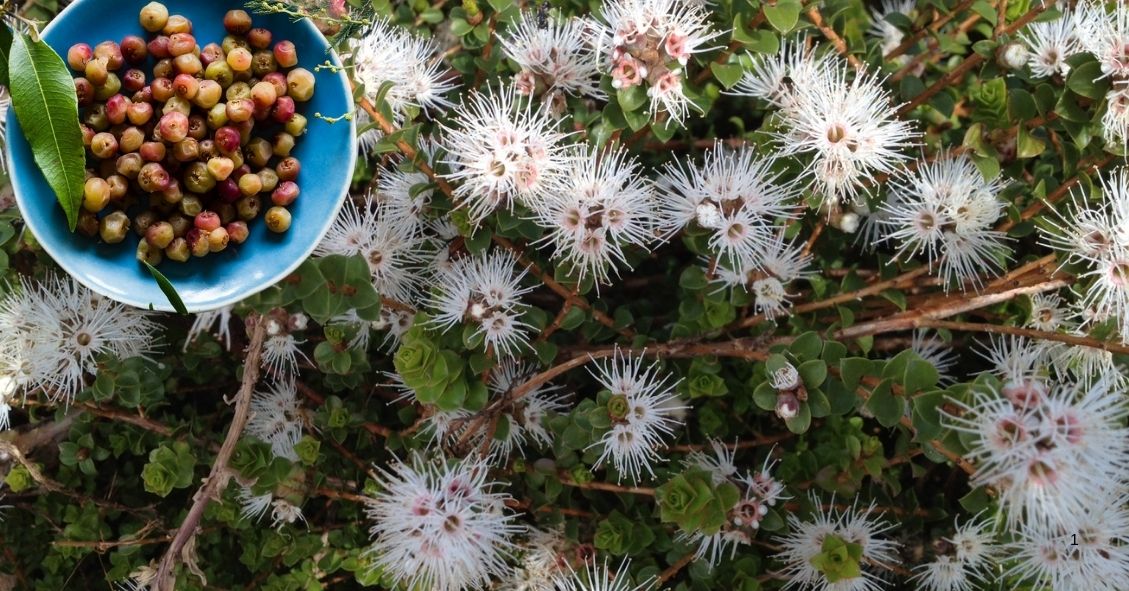 Muntrie berries, a sweet, spicey apple-like Australian native berry