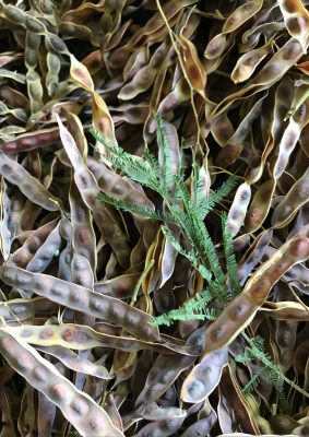 Wattleseed pods. The raw seeds drop out of the pods before they are roasted and milled
