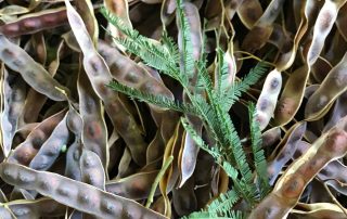 Wattleseed pods. The raw seeds drop out of the pods before they are roasted and milled