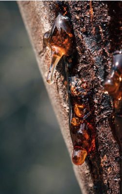 Tree sap the oozed from the trees were often used as a bush glue