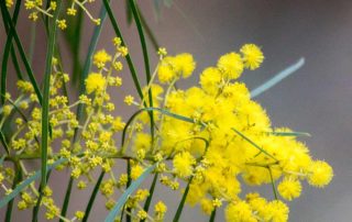 Gift Certificate. Uniquely Australian