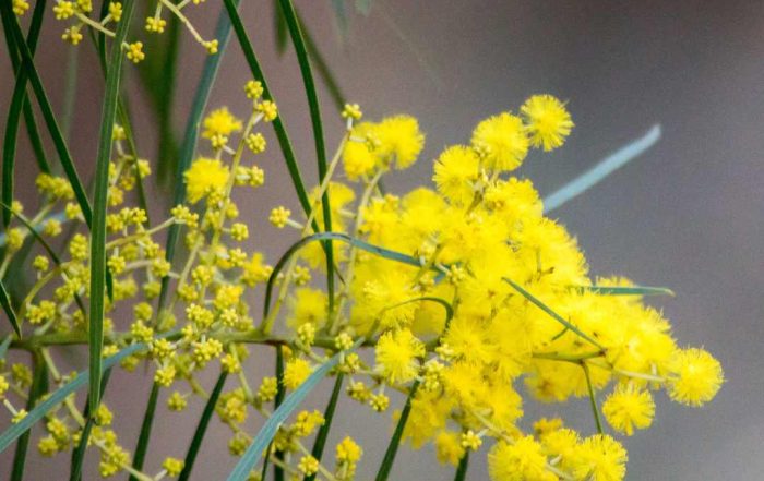 Gift Certificate. Uniquely Australian