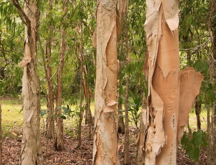 The bark from the paperbark trees make a great cooking wrap