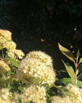 Flowering native Australian Lemon Myrtle tree Bush BBQ botanical ingredients