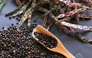 Wattleseed in pods and as raw wattleseed