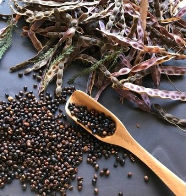 Wattleseed in pods and as raw wattleseed