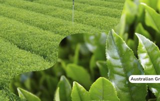Australian grown tea, fresh, healthy and tastes amazing