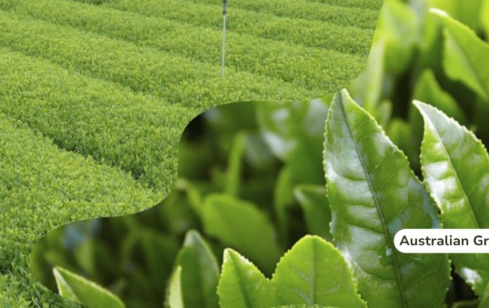 Australian grown tea, fresh, healthy and tastes amazing